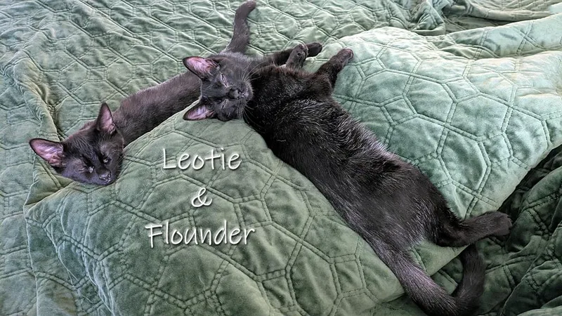 Leotie And Flounder