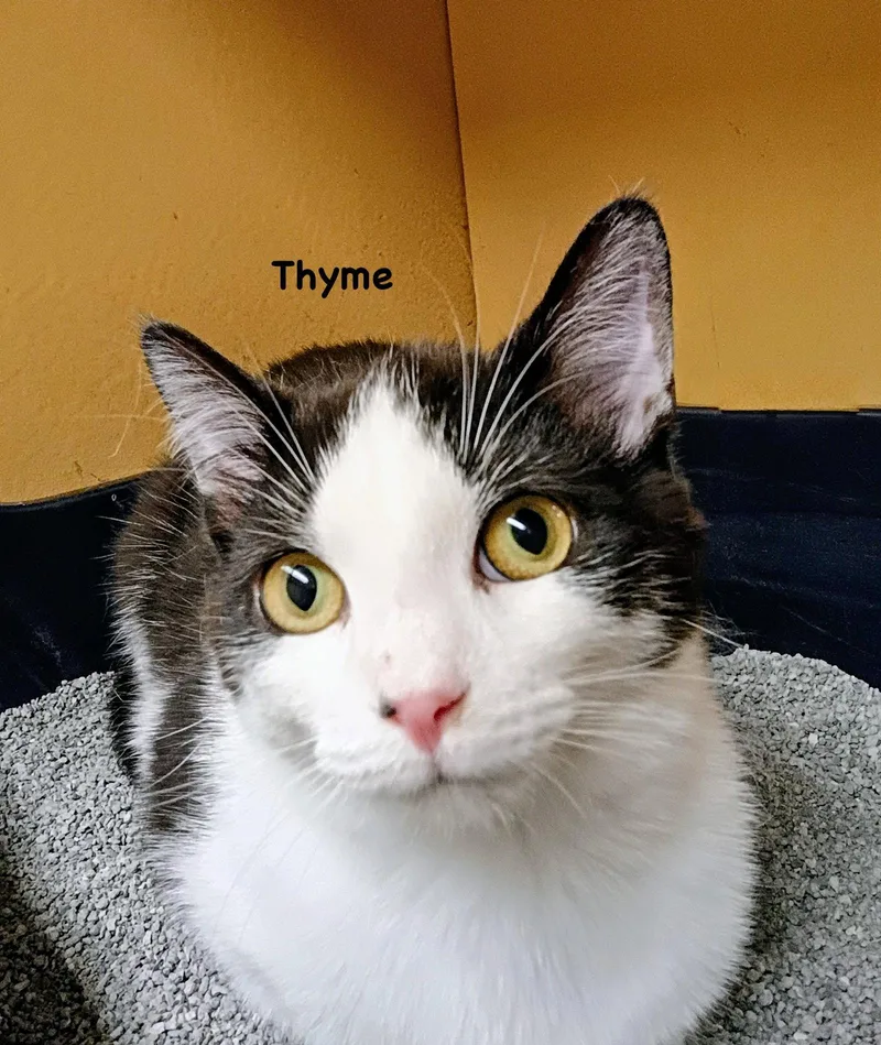 An adult medium-sized male Black & White / Tuxedo Domestic Short Hair cat named Thyme for adoption in Morehead, KY