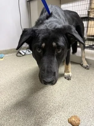 A young large-sized female German Shepherd Dog dog named Jolene for adoption in Pequot Lakes, MN