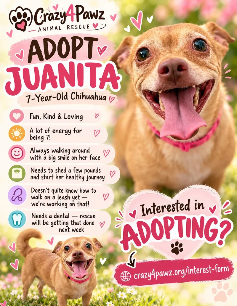 An adult small-sized female Chihuahua dog named Juanita for adoption in Henderson, NV
