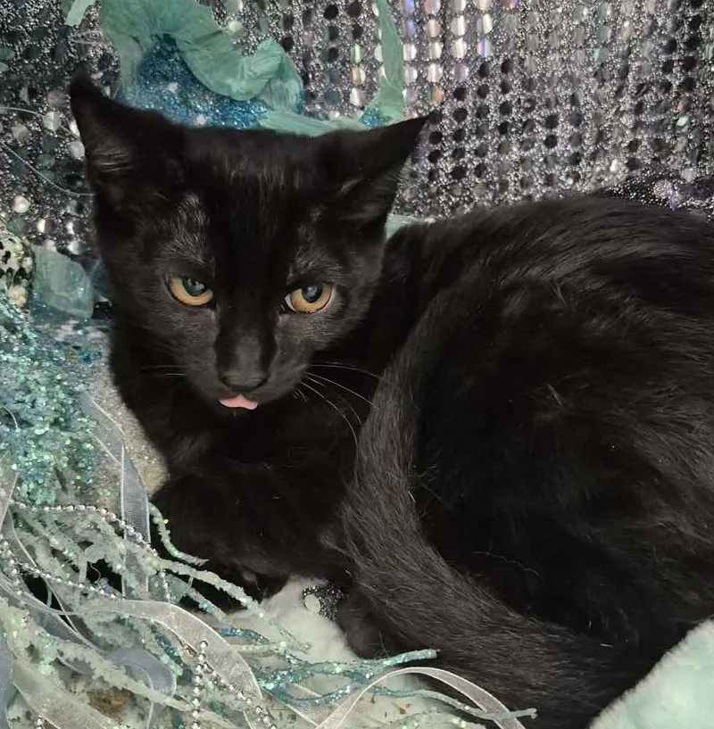 A baby medium-sized female Black Domestic Short Hair cat named Penny for adoption in Ocean Springs, MS
