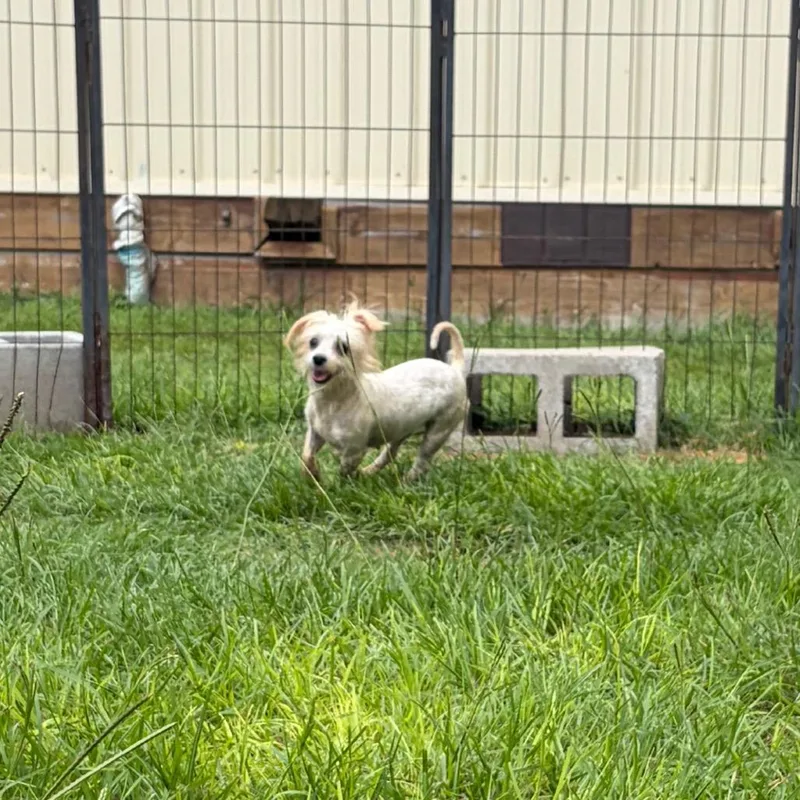 An adult small-sized female White / Cream Maltese dog named Maris for adoption in Houston, TX