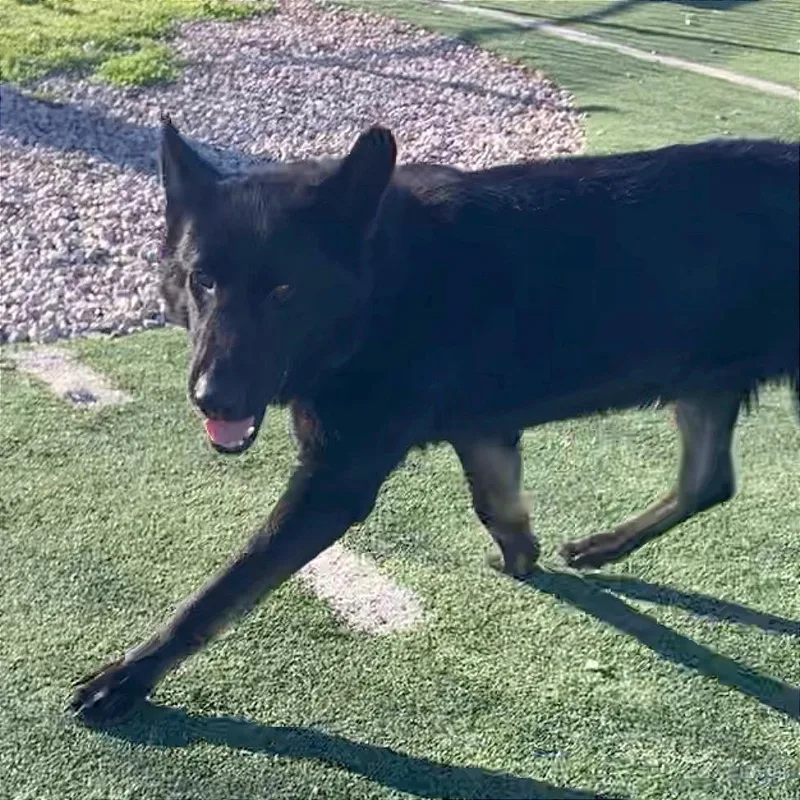 Jacob Black thumbnail 2