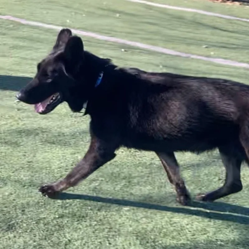 Jacob Black thumbnail 3