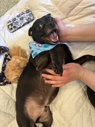 Rebel
