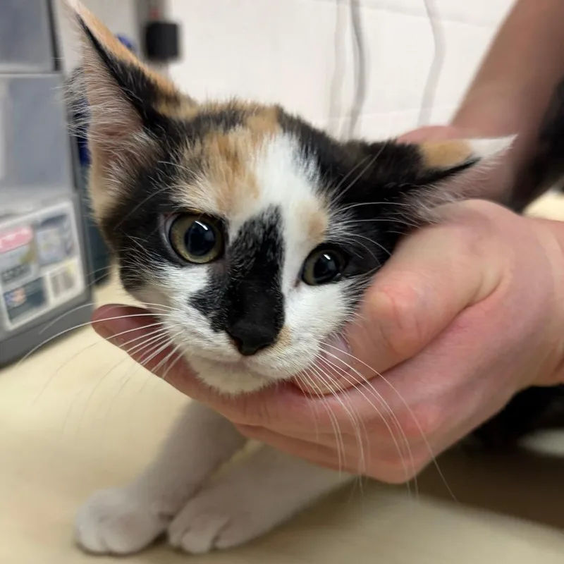 A baby small-sized female White Domestic Short Hair cat named Clover for adoption in Ardmore, OK