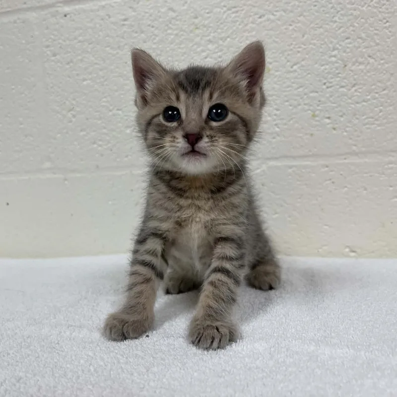 A baby small-sized male Gray / Blue / Silver Domestic Short Hair cat named Chris for adoption in Lyndhurst, VA