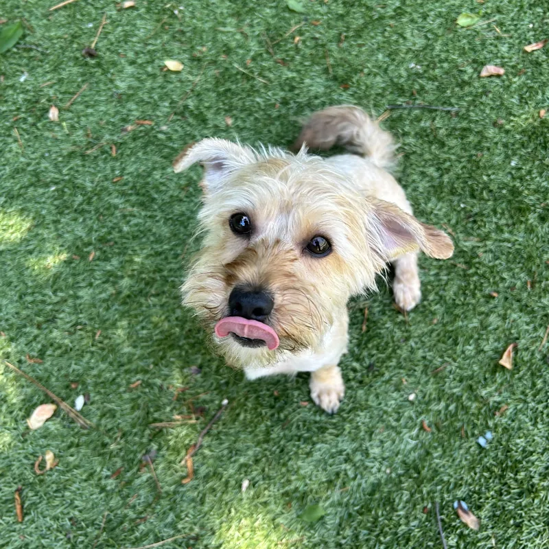 A young small-sized female Apricot / Beige Yorkie Poo dog named Paulie for adoption in Salisbury, NC