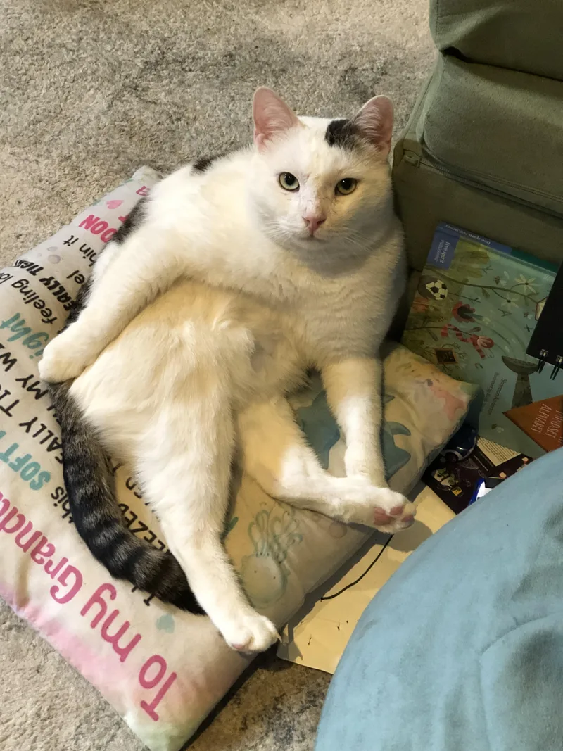 An adult medium-sized male White Domestic Short Hair cat named Casper The Smart And for adoption in New York, NY