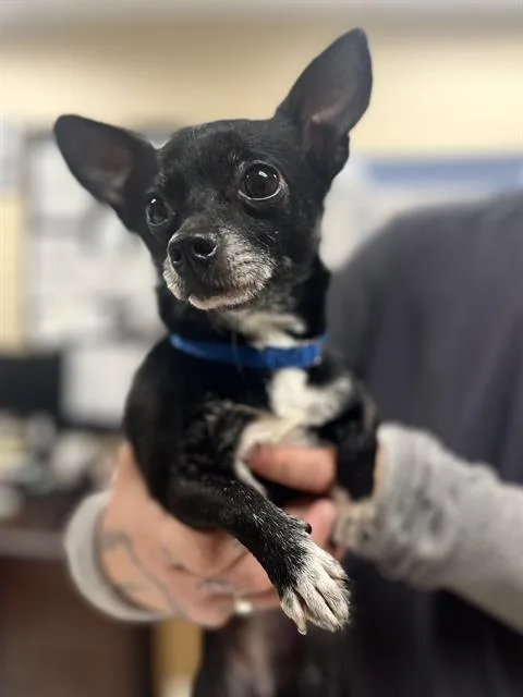 An adult small-sized female Chihuahua dog named Elsa for adoption in Aliquippa, PA