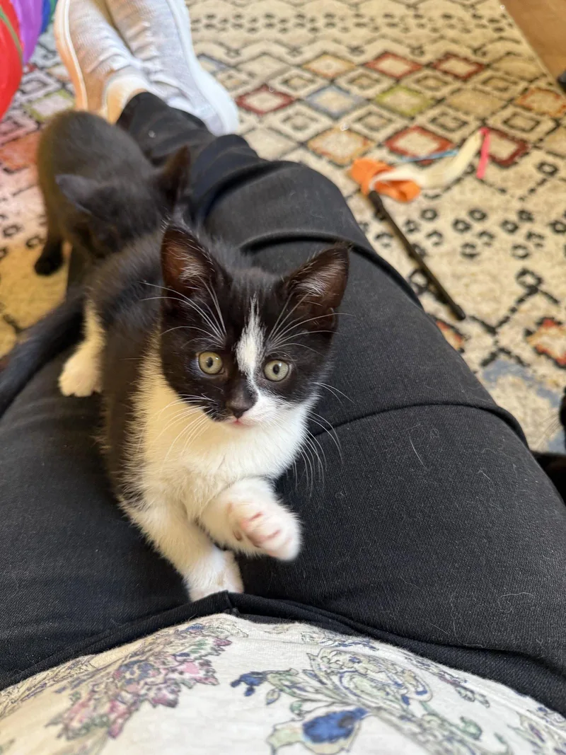 A baby medium-sized female Domestic Short Hair cat named Zara for adoption in Harrisburg, PA