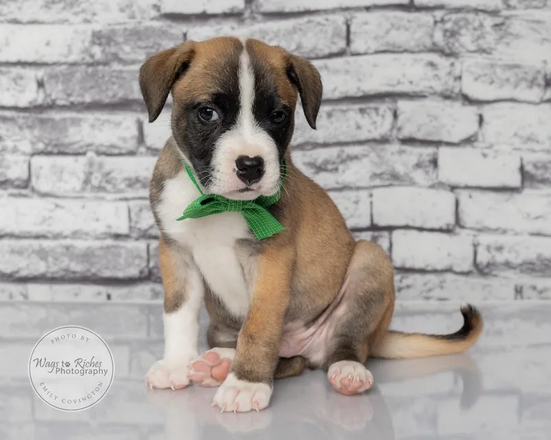 A baby medium-sized male Tricolor (Brown, Black, & White) Rat Terrier dog named Meeko weeks for adoption in Tuscaloosa, AL