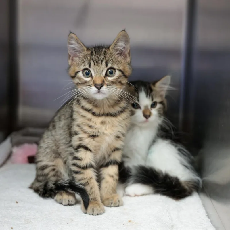 A baby small-sized female Brown / Chocolate Domestic Short Hair cat named Tamatoa for adoption in Santa Barbara, CA