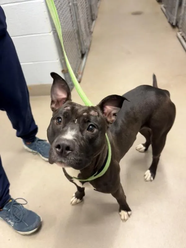 An adult medium-sized female Pit Bull Terrier dog named Tiara for adoption in Millersville, MD
