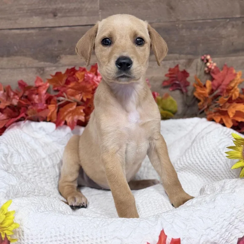 A baby medium-sized male Mixed Breed dog named Tony for adoption in Medford, OR