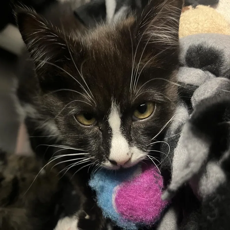 A baby small-sized female Black Domestic Short Hair cat named Venus for adoption in Fort Wayne, IN
