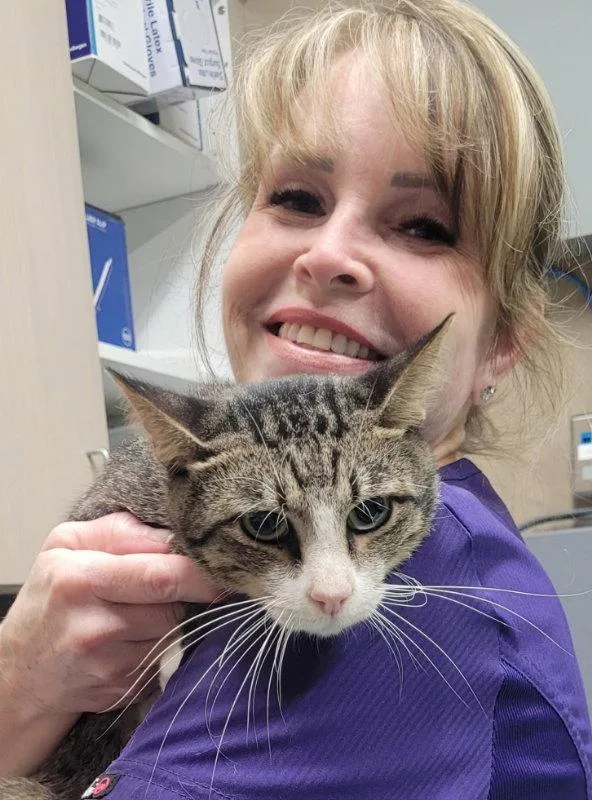 An adult medium-sized male Tabby cat named Dispatch for adoption in MONTGOMERY, TX