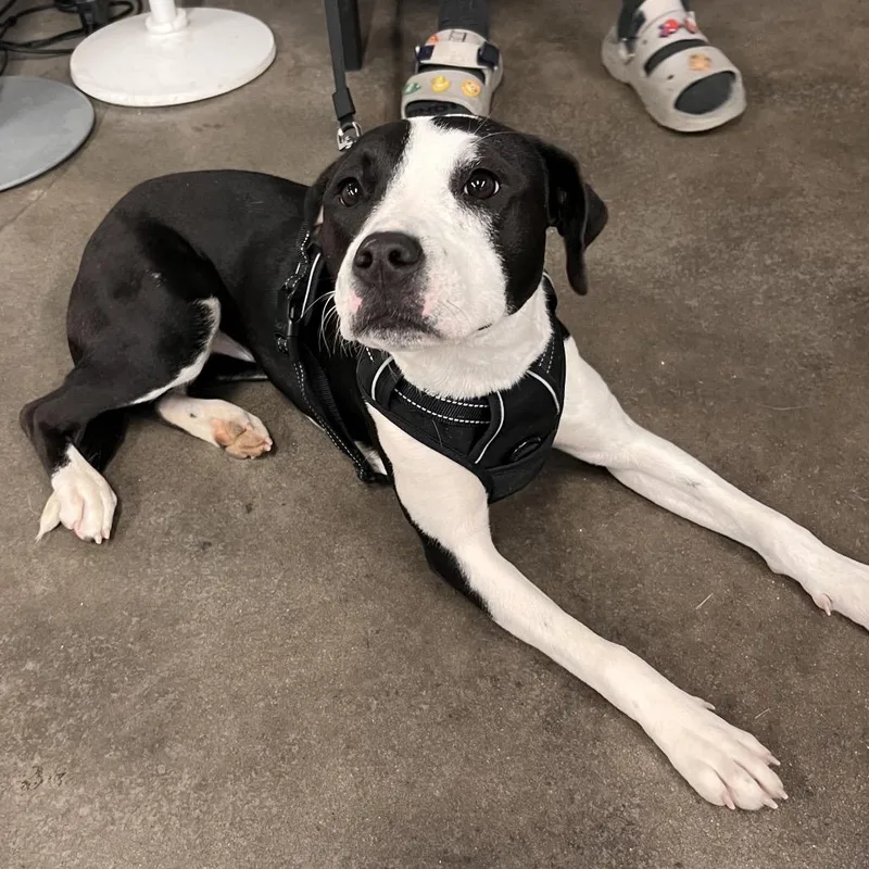A young medium-sized female Border Collie dog named Callie for adoption in Tampa, FL