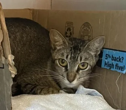 An adult small-sized female Domestic Short Hair cat named Alicent for adoption in Honolulu, HI