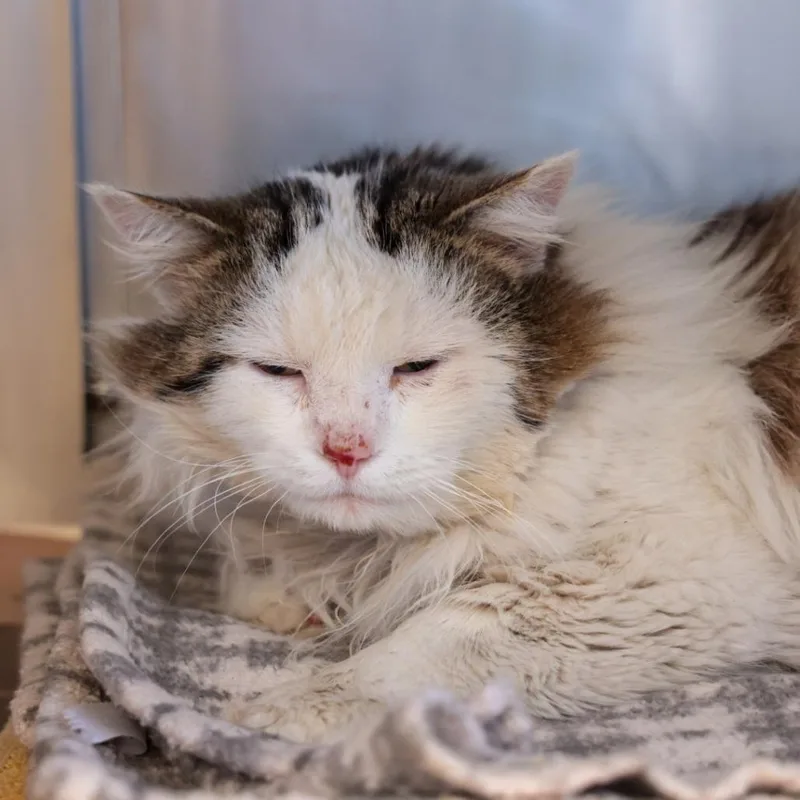 An adult large-sized male White Domestic Long Hair cat named Charlie for adoption in Santa Barbara, CA
