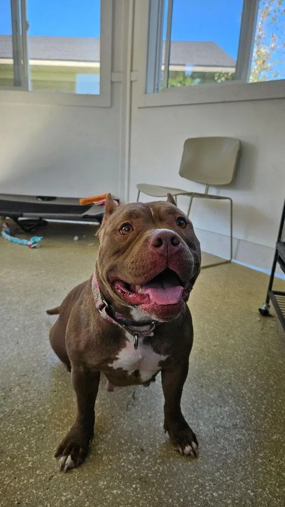 An adult medium-sized female Pit Bull Terrier dog named Brownie for adoption in Kalamazoo, MI