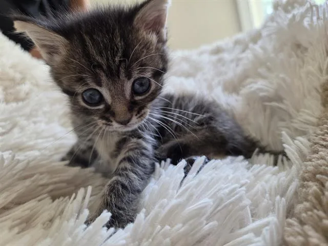 A baby small-sized female Domestic Short Hair cat named Piper for adoption in Charlotte, NC