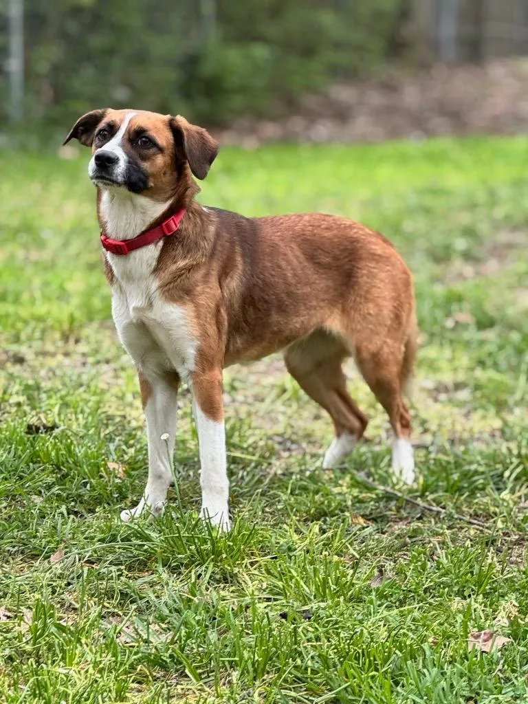 A young medium-sized female Mixed Breed dog named Battie for adoption in Little Rock, AR