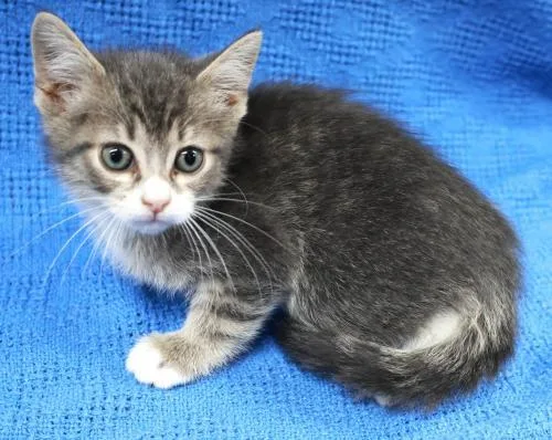 A young medium-sized female Gray & White Domestic Short Hair cat named Swirl for adoption in Thief River Falls, MN