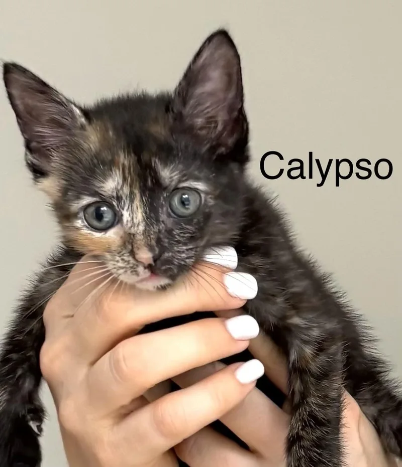 A baby small-sized female Dilute Tortoiseshell Domestic Short Hair cat named Calypso for adoption in Annapolis, MD