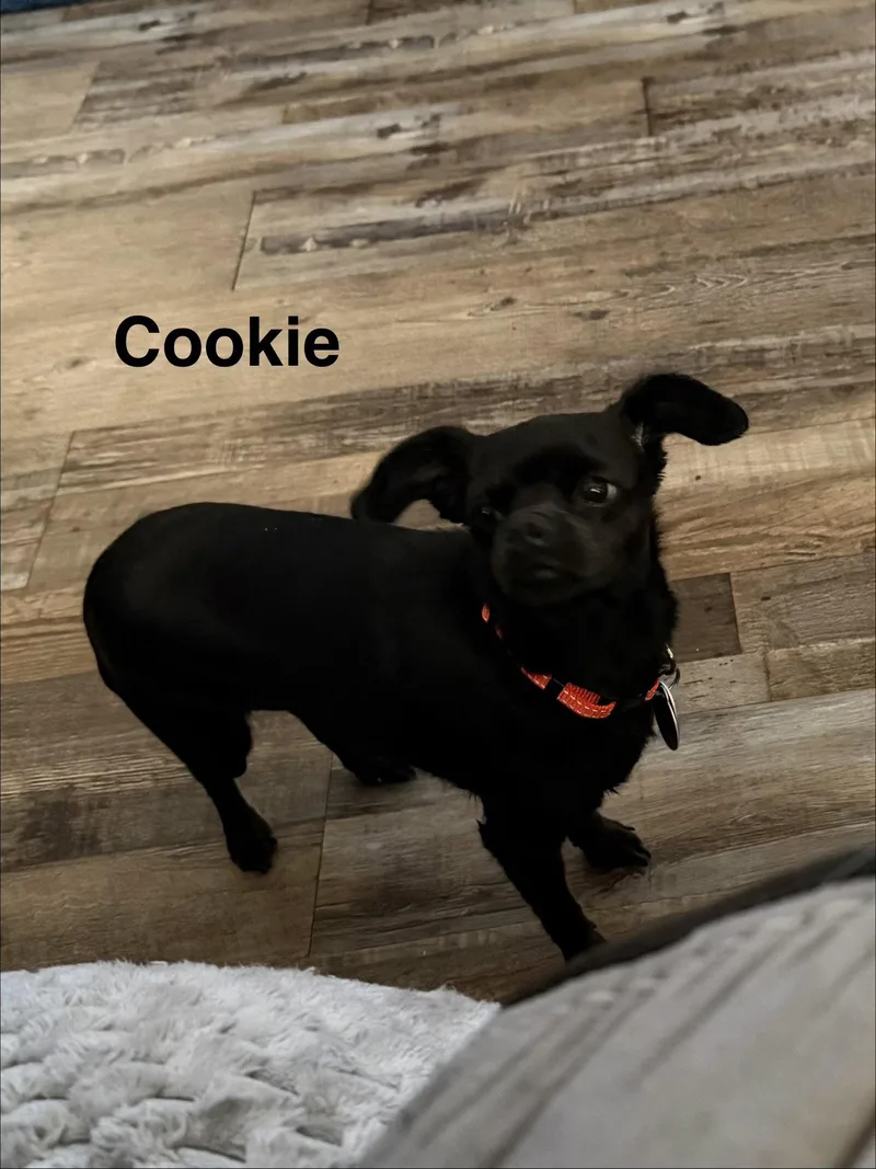 Cookie