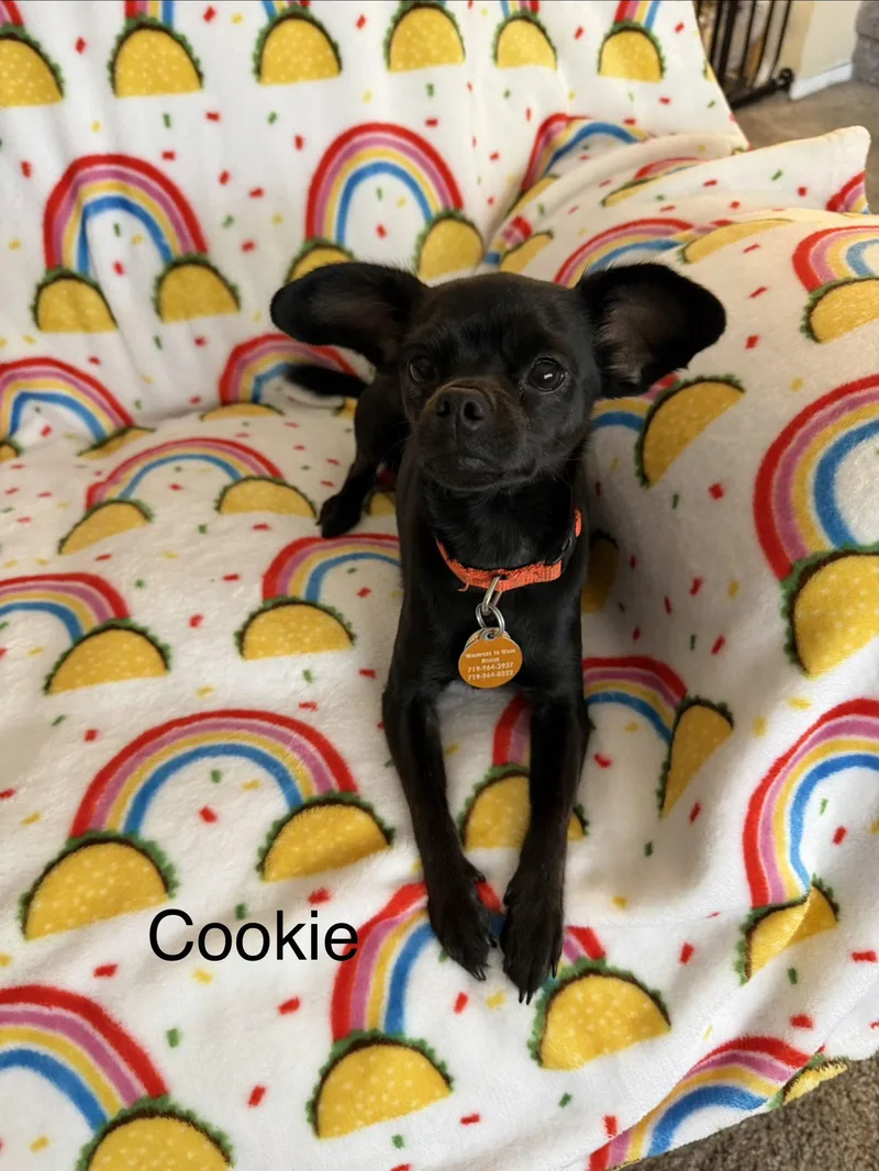 Cookie thumbnail 2