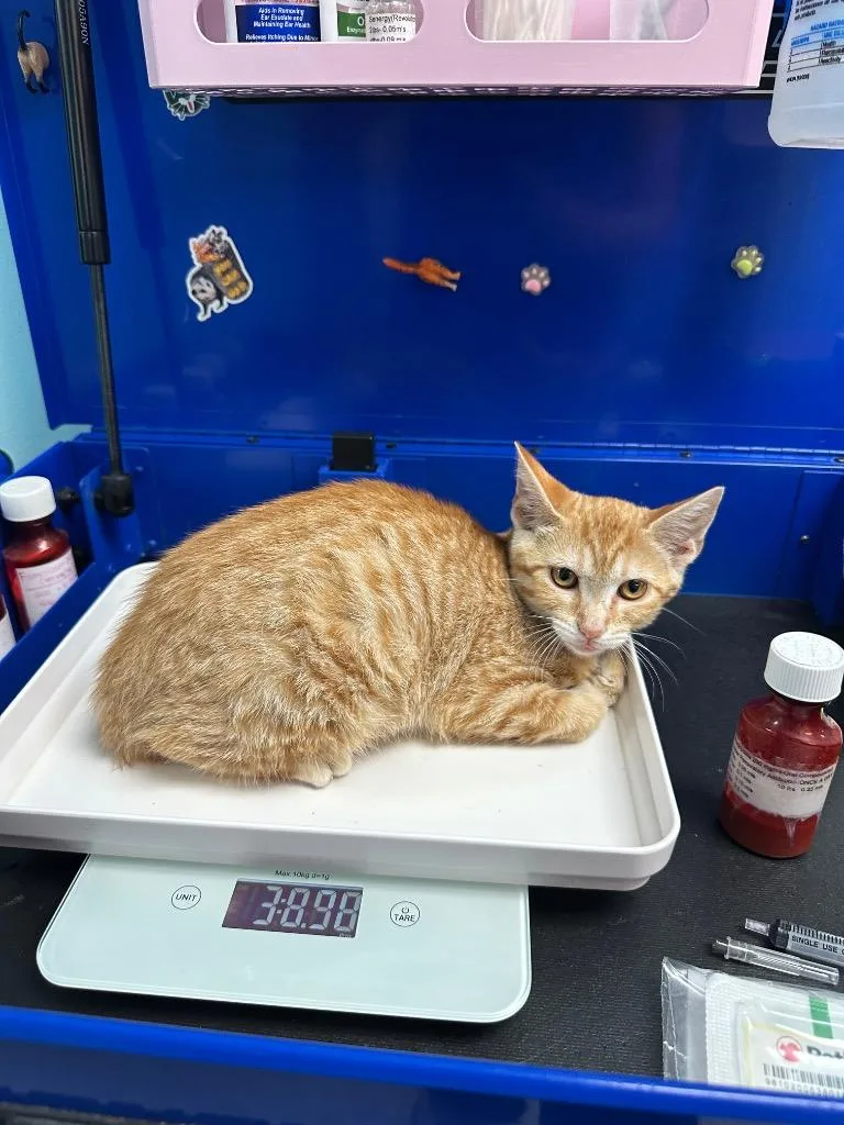A baby medium-sized female Domestic Short Hair cat named Marmalade for adoption in Washington Court House, OH