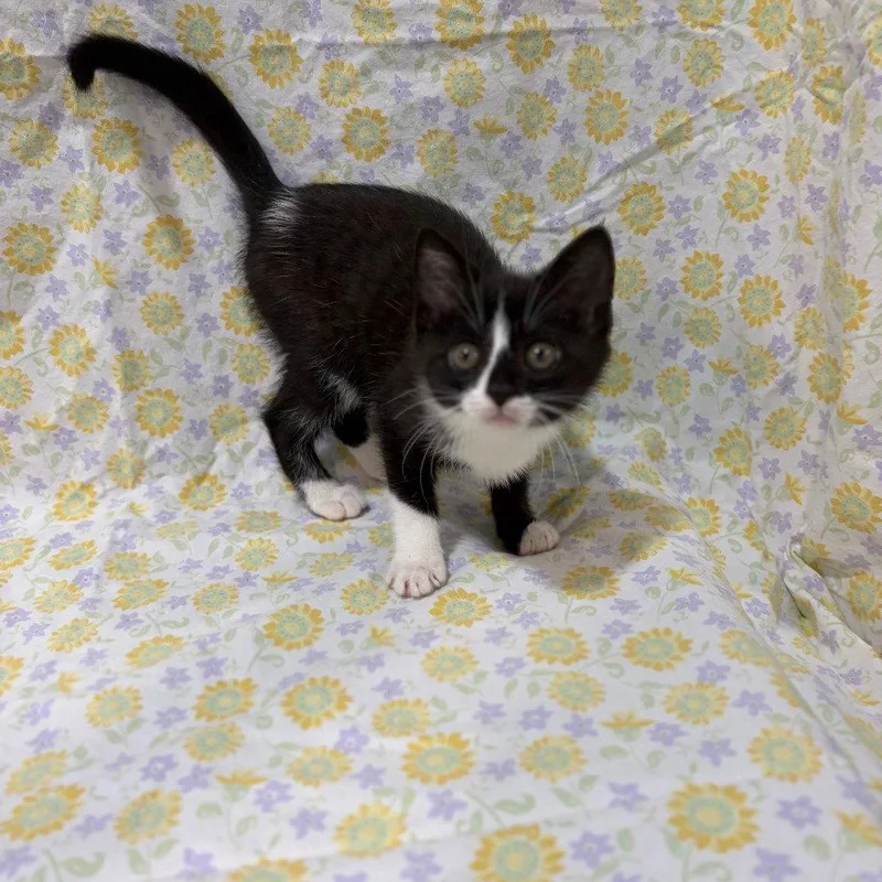A baby small-sized female Black & White / Tuxedo Domestic Short Hair cat named Mochi for adoption in Lovingston, VA