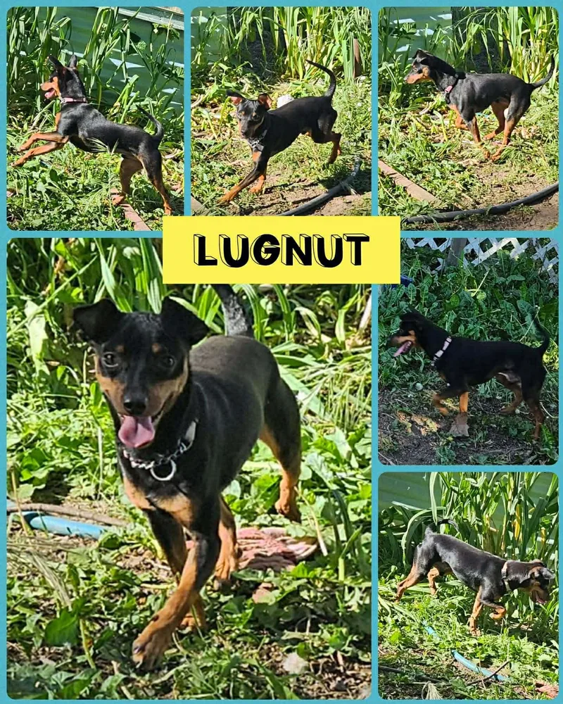 A young small-sized male Miniature Pinscher dog named Lugnut for adoption in Eugene, OR