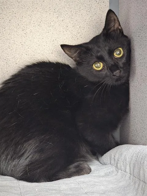 A young small-sized female Domestic Short Hair cat named Sapphire for adoption in Aliquippa, PA