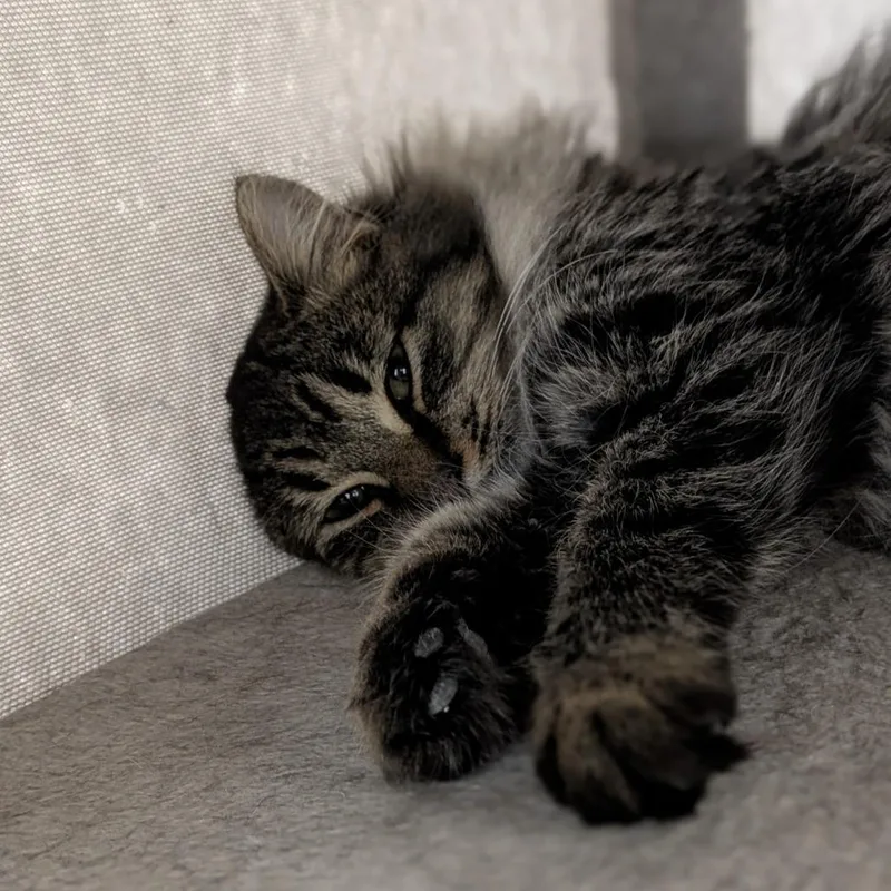 Persephone thumbnail 2