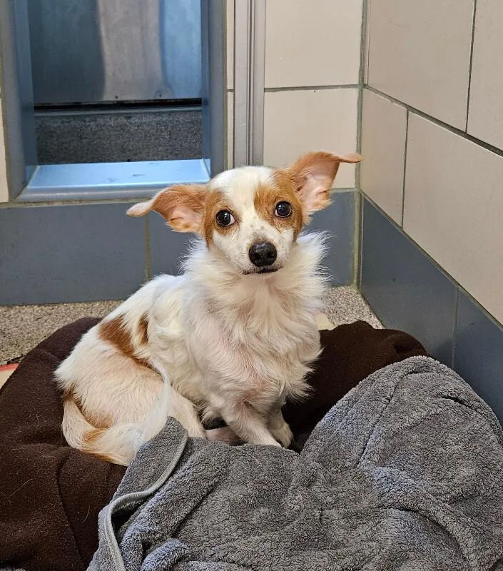 An adult small-sized male Terrier dog named Baxter for adoption in Disputanta, VA