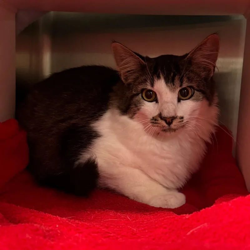 A baby medium-sized male Gray / Blue / Silver Domestic Medium Hair cat named Kodiak for adoption in Cedaredge, CO