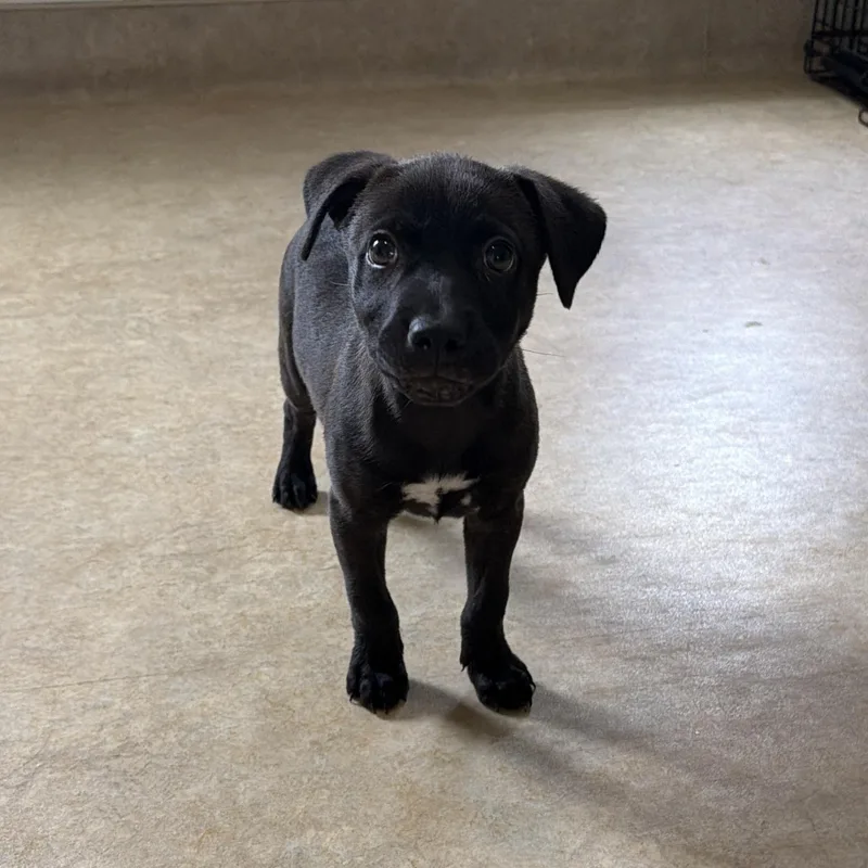 A baby medium-sized female Black Mixed Breed dog named Onyx for adoption in Boca Raton, FL