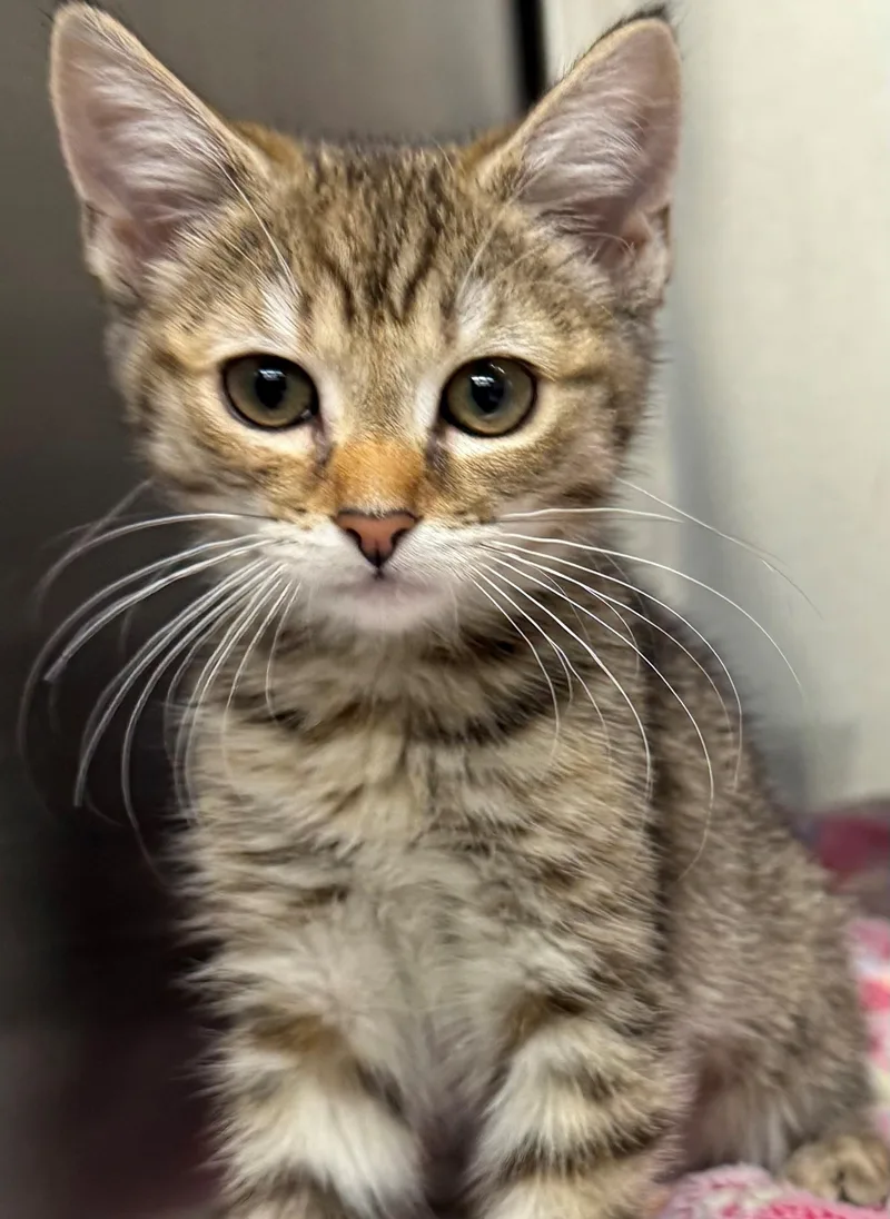 A baby medium-sized female Tabby (Brown / Chocolate) Domestic Short Hair cat named Frances for adoption in Edison, NJ
