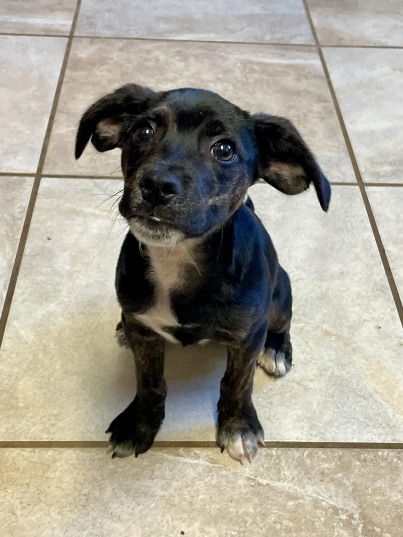 A baby small-sized female Dachshund dog named Robin & Ted for adoption in Lacon, IL