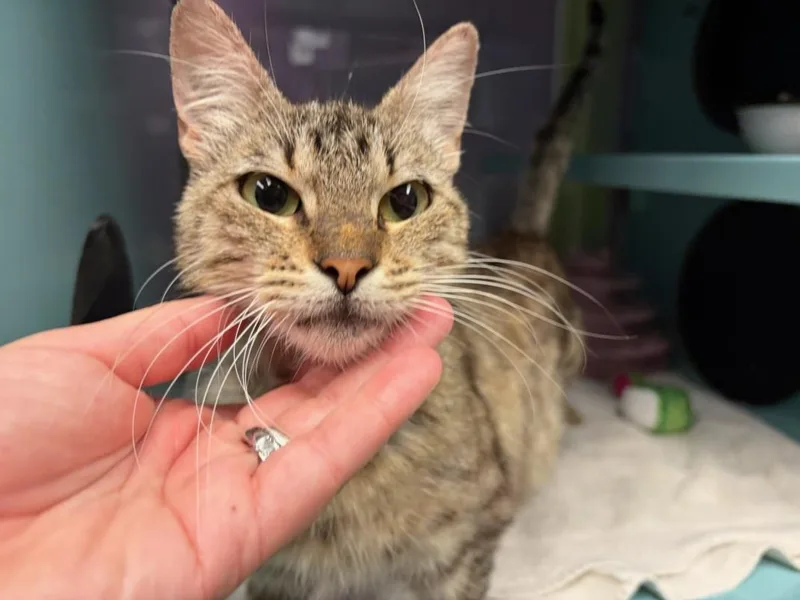 A young medium-sized female Domestic Short Hair cat named Peppermint Patty for adoption in Santa Cruz, CA