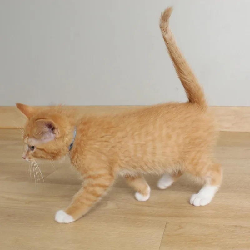 A baby small-sized male Orange / Red Domestic Short Hair cat named Heavy Metal C for adoption in Minnetonka, MN
