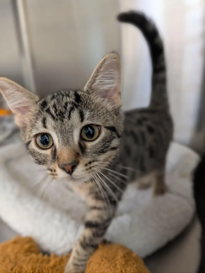 A baby medium-sized male Tabby (Tiger Striped) Domestic Short Hair cat named Driftwood for adoption in Chambersburg, PA