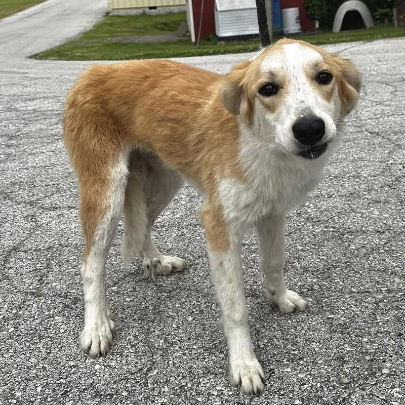 A young medium-sized female White / Cream Great Pyrenees dog named Bailey for adoption in Warrensburg, MO