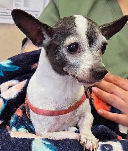 An adult small-sized female Chihuahua dog named Stitch for adoption in Evergreen, CO