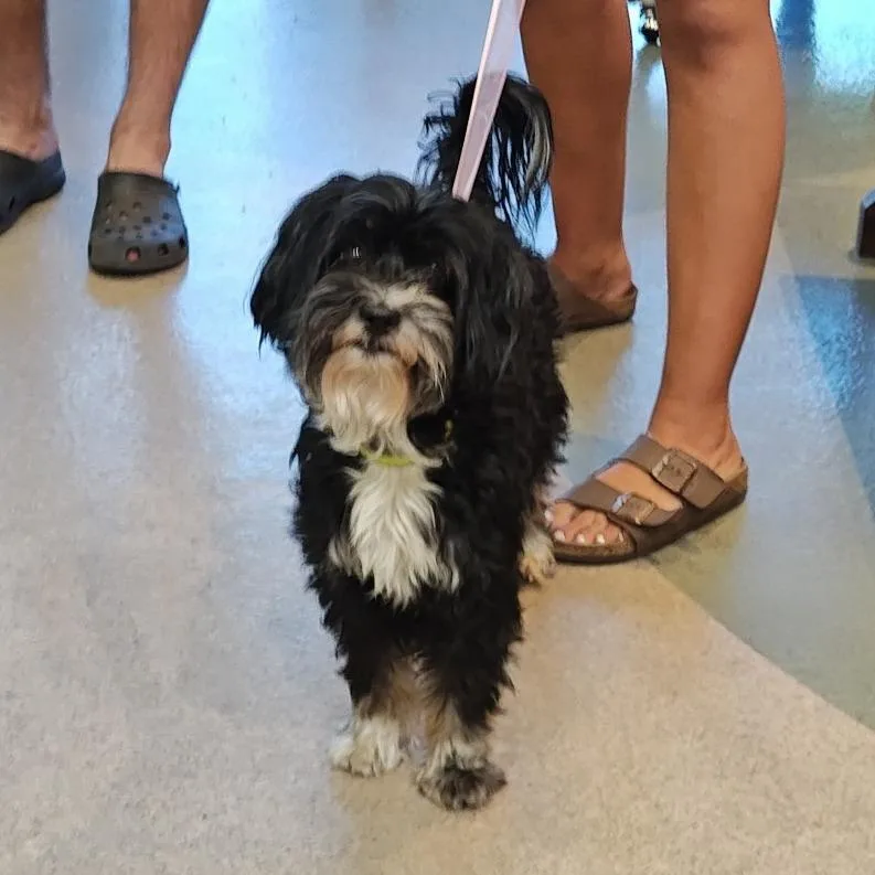 An adult small-sized male Black Terrier dog named IEPAStray for adoption in Upland, CA