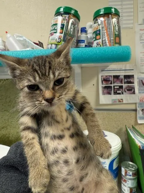 A baby small-sized female Domestic Short Hair cat named Mimi for adoption in Riverside, CA