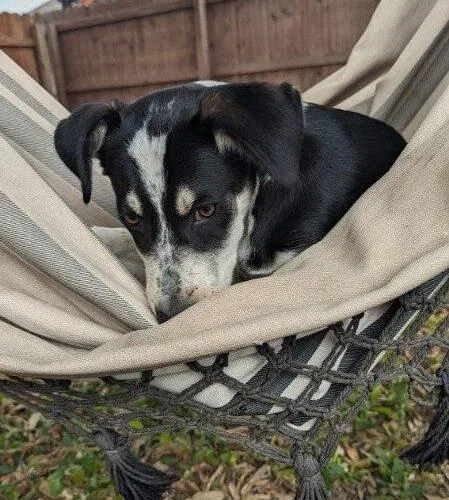 A young small-sized male Bicolor Mixed Breed dog named Jet for adoption in Sullivan City, TX