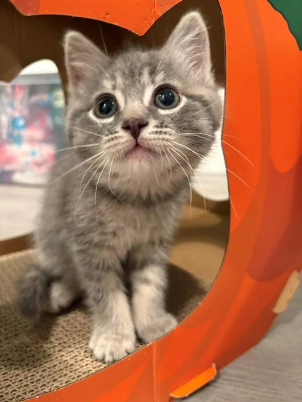 A baby small-sized female Domestic Short Hair cat named Rock for adoption in Skillman, NJ